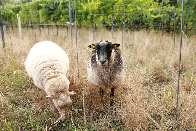 Zwei Schafe fressen in den Reben