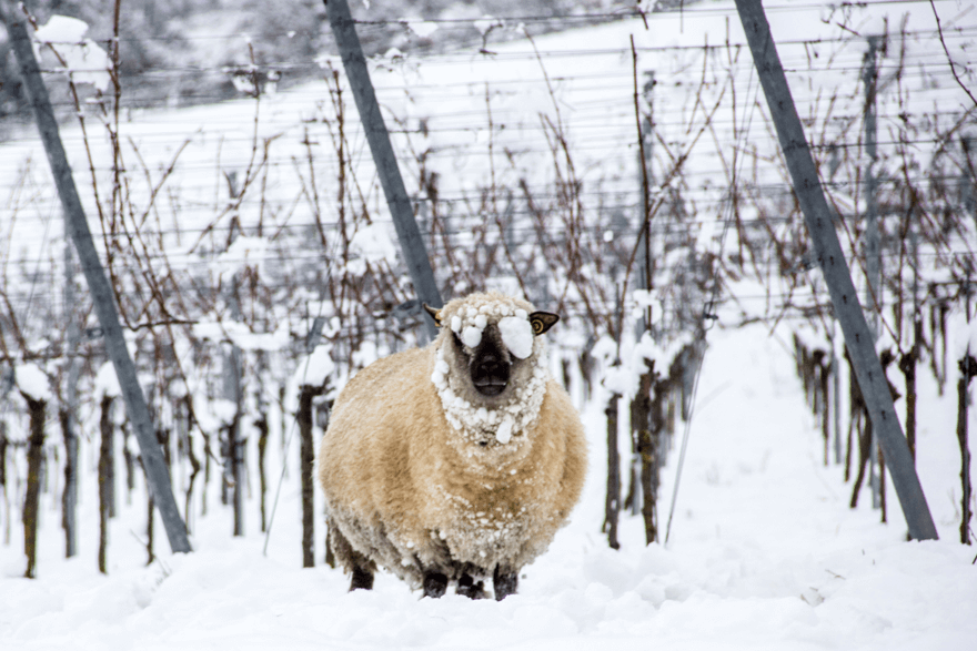 Schaf in verschneiten Reben