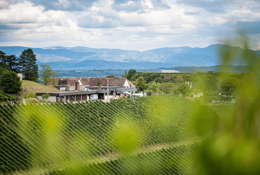 Blick auf das Weingut am Blankenhornsberg und den Schwarzwald