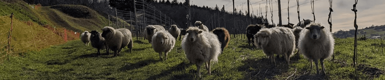 Schafe in den Reben