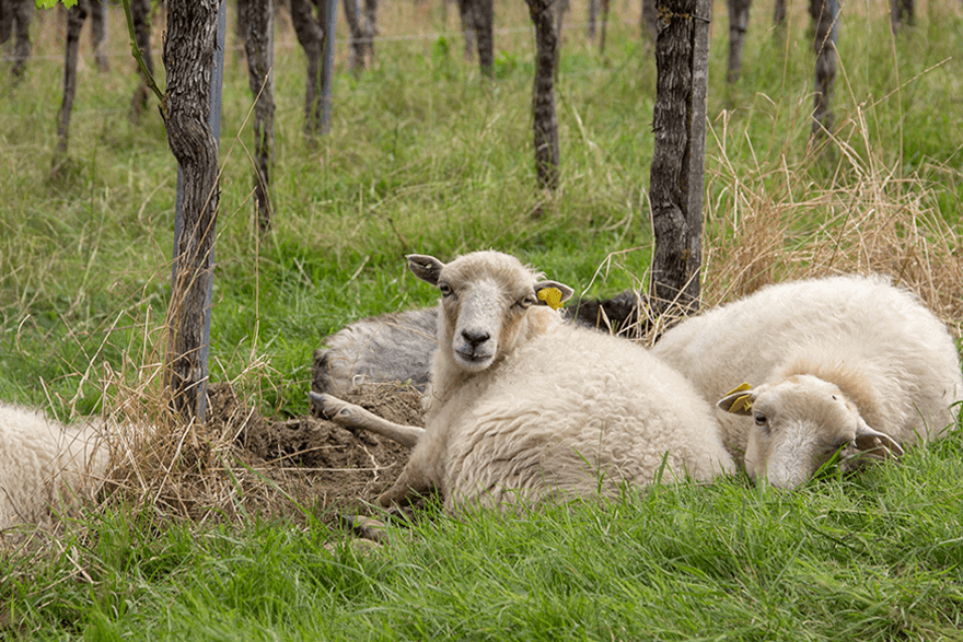 Schaf liegt in den Reben