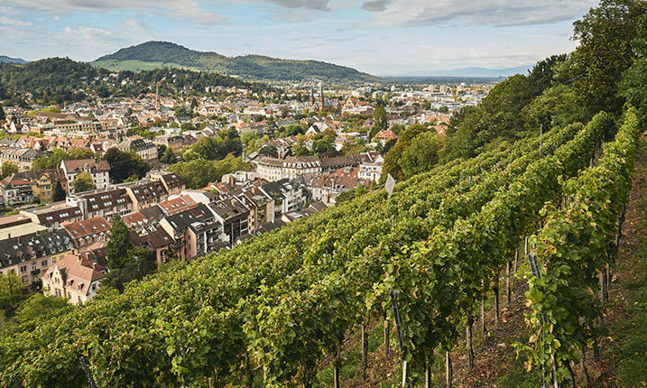 Weinspaziergang Schlossberg