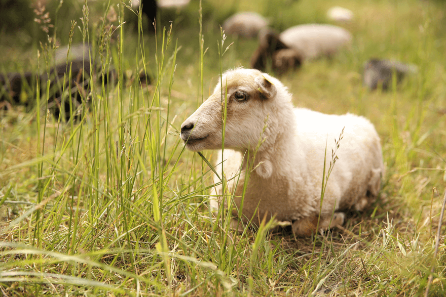 Schaf liegt in der Wiese