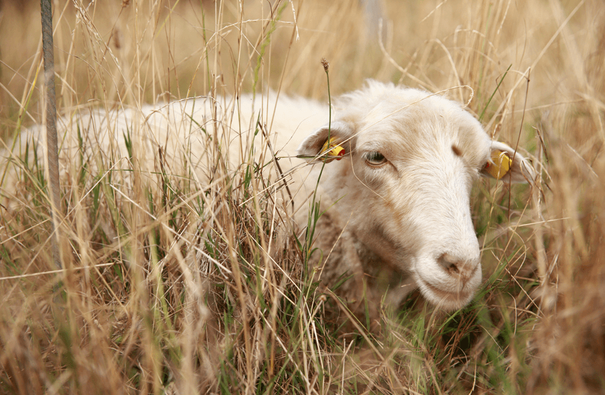 Schaf in der Wiese